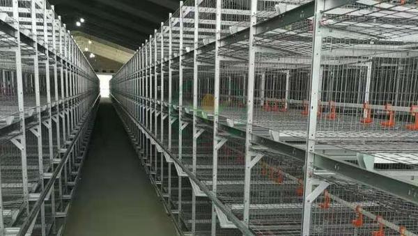 养鸡设备 鸡笼厂